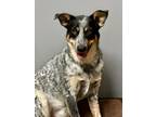 Adopt Pudge a Australian Cattle Dog / Blue Heeler, Mixed Breed