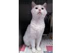 Adopt Marshall a Domestic Short Hair