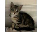 Adopt Moriarty a Domestic Short Hair