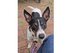 Adopt Pierce a Smooth Fox Terrier, Mixed Breed