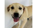 Adopt Parker a Labrador Retriever, Mixed Breed
