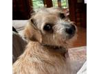Adopt Bandit a Jack Russell Terrier, Mixed Breed