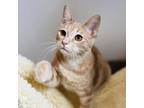 Adopt Franklin a Domestic Short Hair