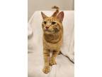 Adopt Mi Mi a Domestic Short Hair