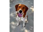 Adopt Flash a Hound