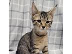 Adopt Mochi a Domestic Short Hair
