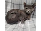 Adopt Mocha a Domestic Short Hair