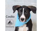 Adopt Coolio a Hound