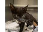 Adopt Timmy a Domestic Long Hair