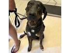 Adopt Zeus a Mixed Breed