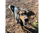 Adopt Peanut a Mixed Breed