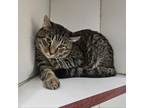 Adopt Harry Potter a Domestic Short Hair
