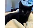 Adopt Missile a Domestic Short Hair