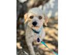 Adopt *Dew (Weather) a Poodle