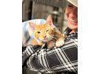 Adopt *Rouge (Makeup) a Domestic Short Hair