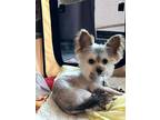 Adopt *Gusty (Weather) a Yorkshire Terrier