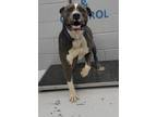 Adopt 87268 a Pit Bull Terrier