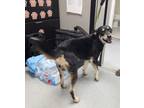 Adopt 87247 a Husky, Mixed Breed