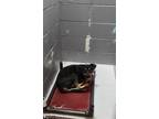 Adopt 87276 a Shepherd, Mixed Breed