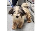 Adopt 87258 a Shih Tzu