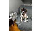 Adopt Moose a Great Pyrenees, Saint Bernard