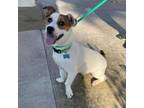 Adopt Rob Thomas- City Of Industry Location a Corgi