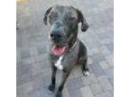 Adopt Prince-City Of Industry Location a Great Dane