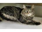 Adopt Murphy a Tabby, Domestic Long Hair