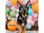 Adopt Archie a German Shepherd Dog