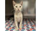Adopt Crest a Domestic Short Hair