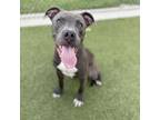 Adopt Peabody a Pit Bull Terrier