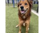 Adopt Airbud a Retriever