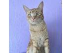 Adopt Habanero a Domestic Short Hair