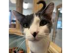 Adopt Cookie a Domestic Short Hair