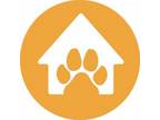 Adopt Luigi a Domestic Short Hair