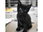 Adopt Bowser a Domestic Short Hair