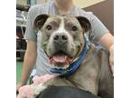 Adopt Rory a Pit Bull Terrier, Mixed Breed