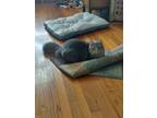 Adopt Murray JN (Petsmart Taylors Adoption Center) a Domestic Long Hair