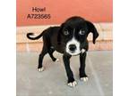 Adopt Howl a Labrador Retriever