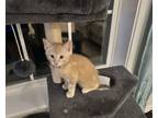 Adopt Carlos a Domestic Short Hair