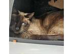 Adopt Durian a Siamese