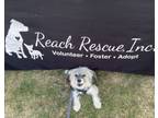 Adopt Raymond Burr a Lhasa Apso