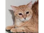 Adopt Simba a Domestic Short Hair