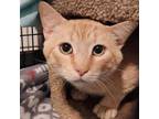 Adopt Friar a Domestic Short Hair