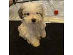 Adopt Mini Muffin a Poodle, Bernese Mountain Dog