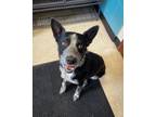 Adopt Amos a Australian Cattle Dog / Blue Heeler, Border Collie