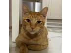 Adopt Mango a Domestic Short Hair
