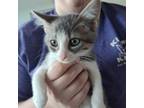 Adopt Squid (24-7236) a Domestic Short Hair