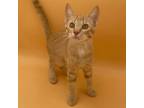 Adopt Orange a Domestic Short Hair