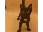 Adopt Tux a Domestic Short Hair
